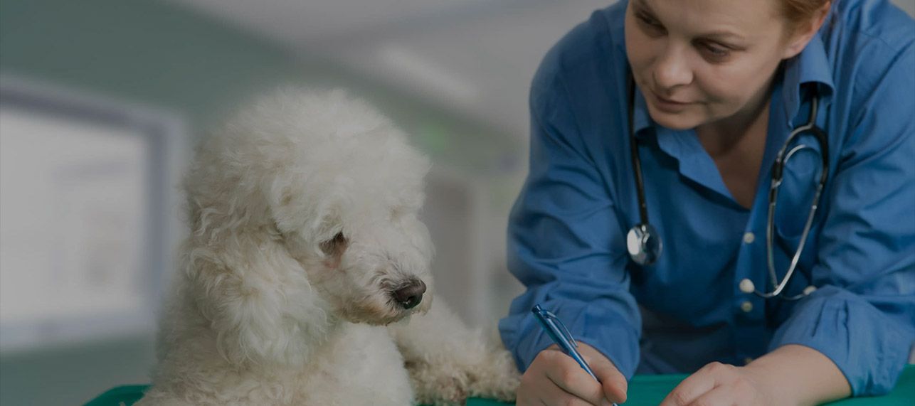 Voor dierenartsen